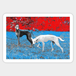 Dogs 13 / Swiss Artwork Photography Sticker